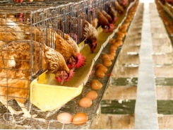 Fatty acid content of egg yolks on researchers' radar