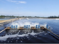 The importance of biosecurity and disinfection in aquaculture (Part 4)