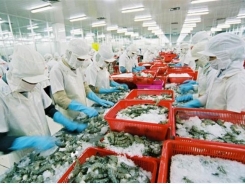 Overcoming the yellow card, shrimp exports to the EU still grow well