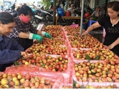 Lychee farming hubs to enter main crop