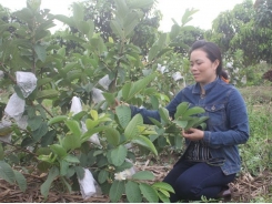 'Liều' bỏ mía trồng cây ăn quả, hóa ra lại 'ăn to'