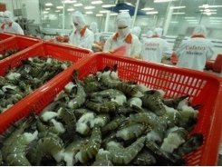 Farmers warned to cut shrimp raising