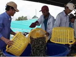 Vietnam’s shrimp farming industry requires value chain links