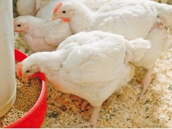 Controlling poultry gut health for maximum performance