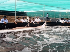 Kiên Giang to shift rice fields to aquaculture