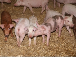 Denmark sees progress in R&D on zinc alternatives in pig feed