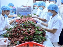 Bac Giang lychees exported to Australia