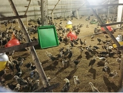 Tiến sỹ sử học lập trang trại nuôi gà sạch đẹp như khu du lịch