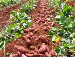 Taking your sweet potatoes through to maturity