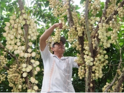 Làm giàu nhờ cây dâu xiêm