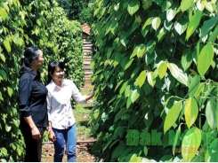 Commodity exchange offers opportunities for Vietnamese farm produce