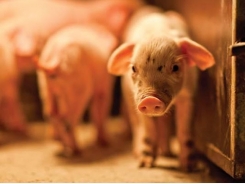 Plasma as alternative to antibiotics in piglet diets