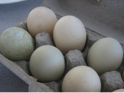 Everything You Need to Know About Duck Eggs