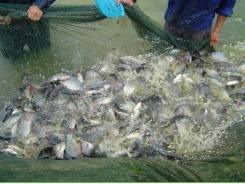 Đánh giá sự bổ sung thừa trong khẩu phần cá rô phi