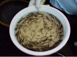 Assessment of supplemental Bacillus probiotics in whiteleg shrimp juveniles