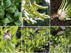 7 Gourmet Vegetables to Plant Now for Fall Harvest