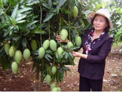 Nông dân Đồng Nai thu nhập ổn định nhờ vườn xoài VietGap