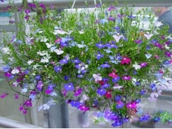 Kỹ thuật trồng cây hoa Thúy điệp chậu treo cho vườn nhà rực rỡ sắc hương