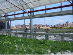 A Hydroponic Rooftop Farm Grows in the Bronx