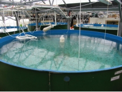 Tropical, subtropical marine fish hatchery technology needs improvement