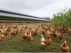 12 ways to eliminate odour on poultry farms