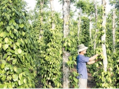 Vietnam’s pepper industry bears ‘price shock’