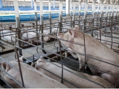 Team demonstrates perils of using high levels of by-products in finisher pig diets