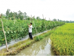 Netherlands keen on farming collaboration with Cần Thơ