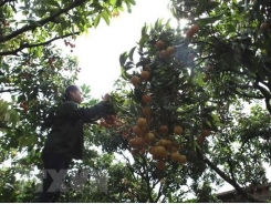 Festival promotes litchi from Thanh Hà