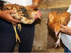 Smartphone app to let farmers test for poultry infection