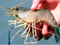 Shrimp diseases - Fungal diseases