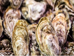 Twin win for fledgling oyster farmer