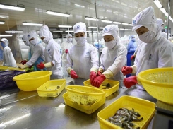 Mitsui & Co to invest in Vietnamese shrimp producer Minh Phú