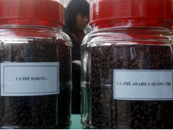 Vietnam domestic coffee prices rebound; May exports seen falling