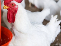 SMART initiative to develop automated monitoring tools for live chickens