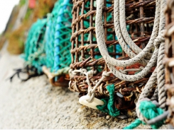Derelict fishing gear removal has major economic benefit for fisheries