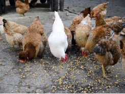 US chicken producers call for equity in RFS talks