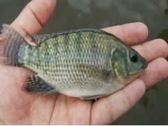 Boost for Colombian tilapia productivity