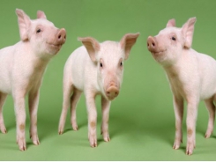 Preweaning pig mortality called major production loss