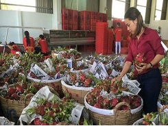 China still key market for Vietnamese farm produce