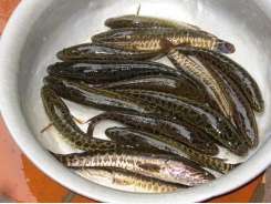 Hỏi - Đáp nuôi trồng thủy sản tháng 5 (Phần 4)