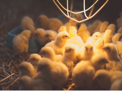 Supplemental selenium may boost poultry immune defenses in disease challenge