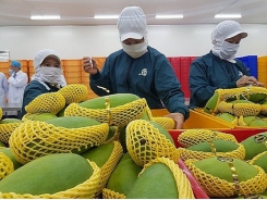 An Giang to export mangoes to US in June