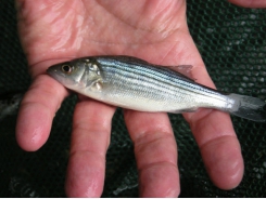 Stocking rate effects on growing juvenile sunshine bass