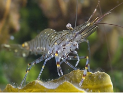 Shrimp diseases - Blackening of gills ( black death disease)