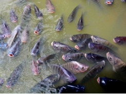Minty feed may boost tilapia survival during disease challenge