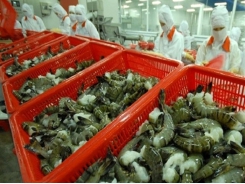 US market: shrimp export growth rises while catfish drops