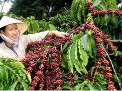 Internal, external factors challenge Vietnam’s coffee exports