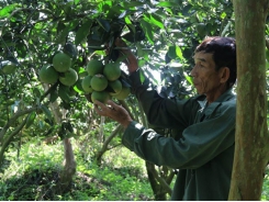 Tiền Giang seeks systematic farming restructure, adherence to zoning plans