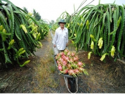 Rough road for VN farm exports to the EU